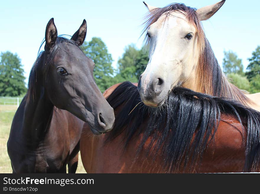 Horse, Mane, Horse Like Mammal, Mare