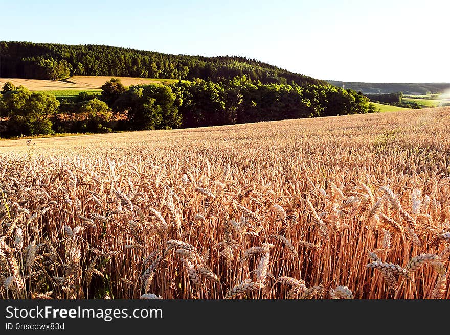 Crop, Field, Grass Family, Agriculture