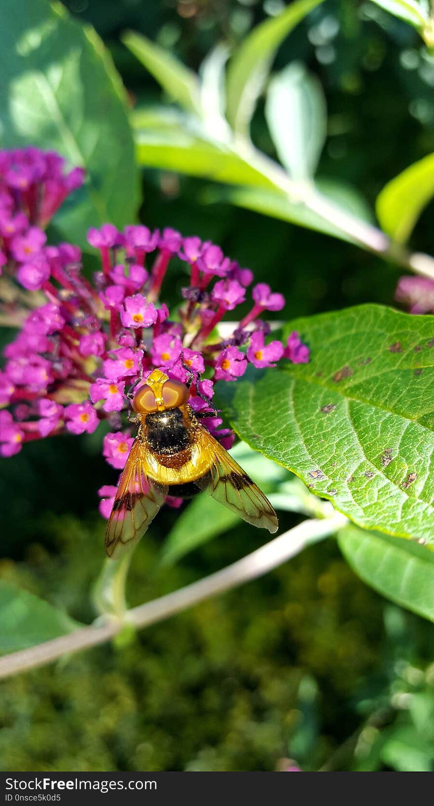 Bee, Flora, Nectar, Insect