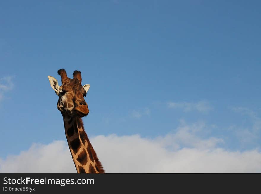 Giraffe, Giraffidae, Sky, Mammal