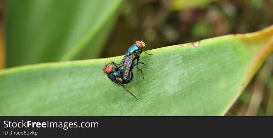 Insect, Macro Photography, Pest, Fly