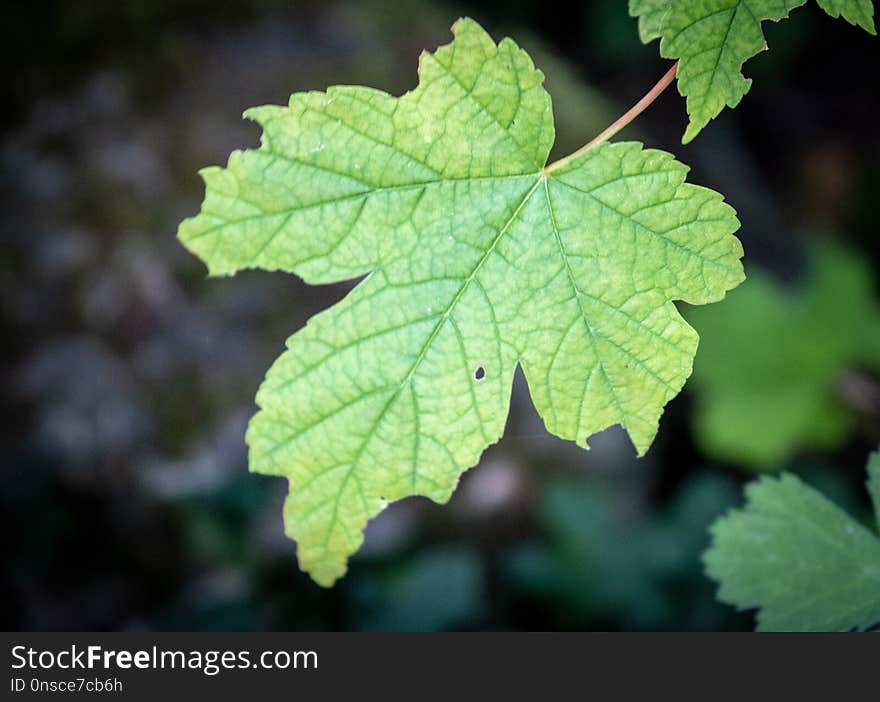 Leaf, Grape Leaves, Grapevine Family, Plant Pathology