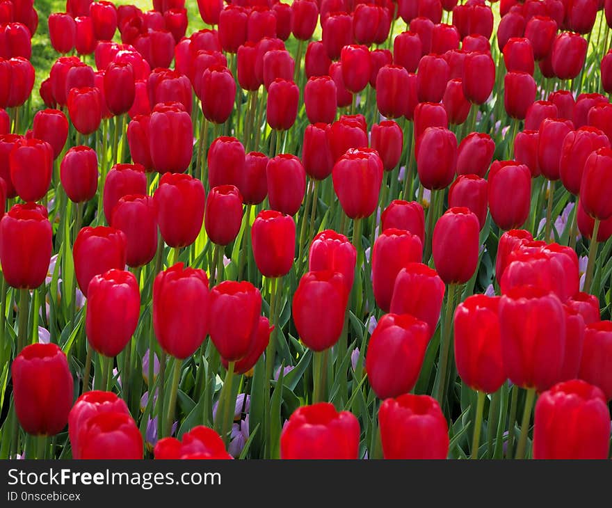 Flower, Red, Plant, Flowering Plant