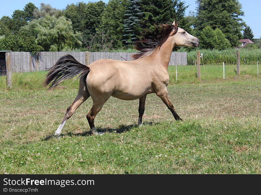 Horse, Mare, Pasture, Ecosystem