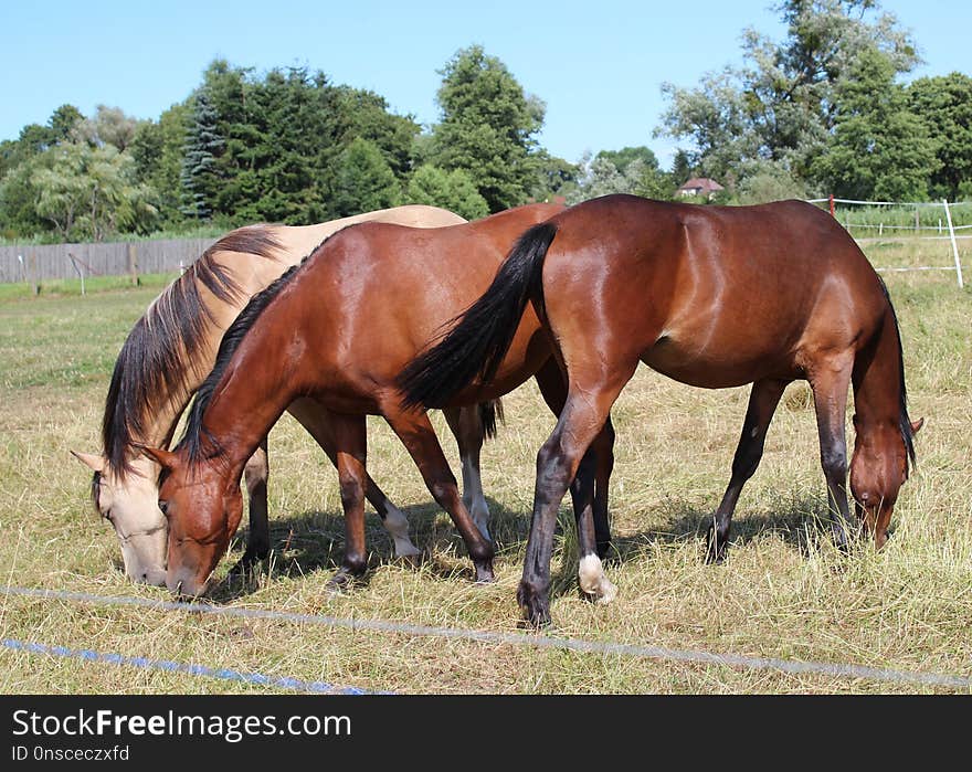 Horse, Pasture, Mare, Ecosystem