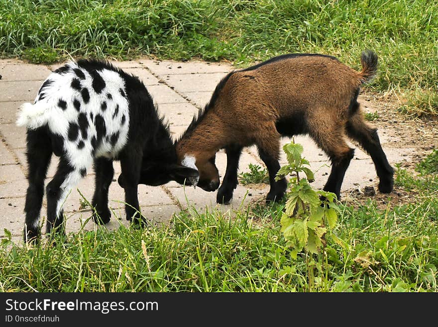 Goats, Goat, Pasture, Grazing