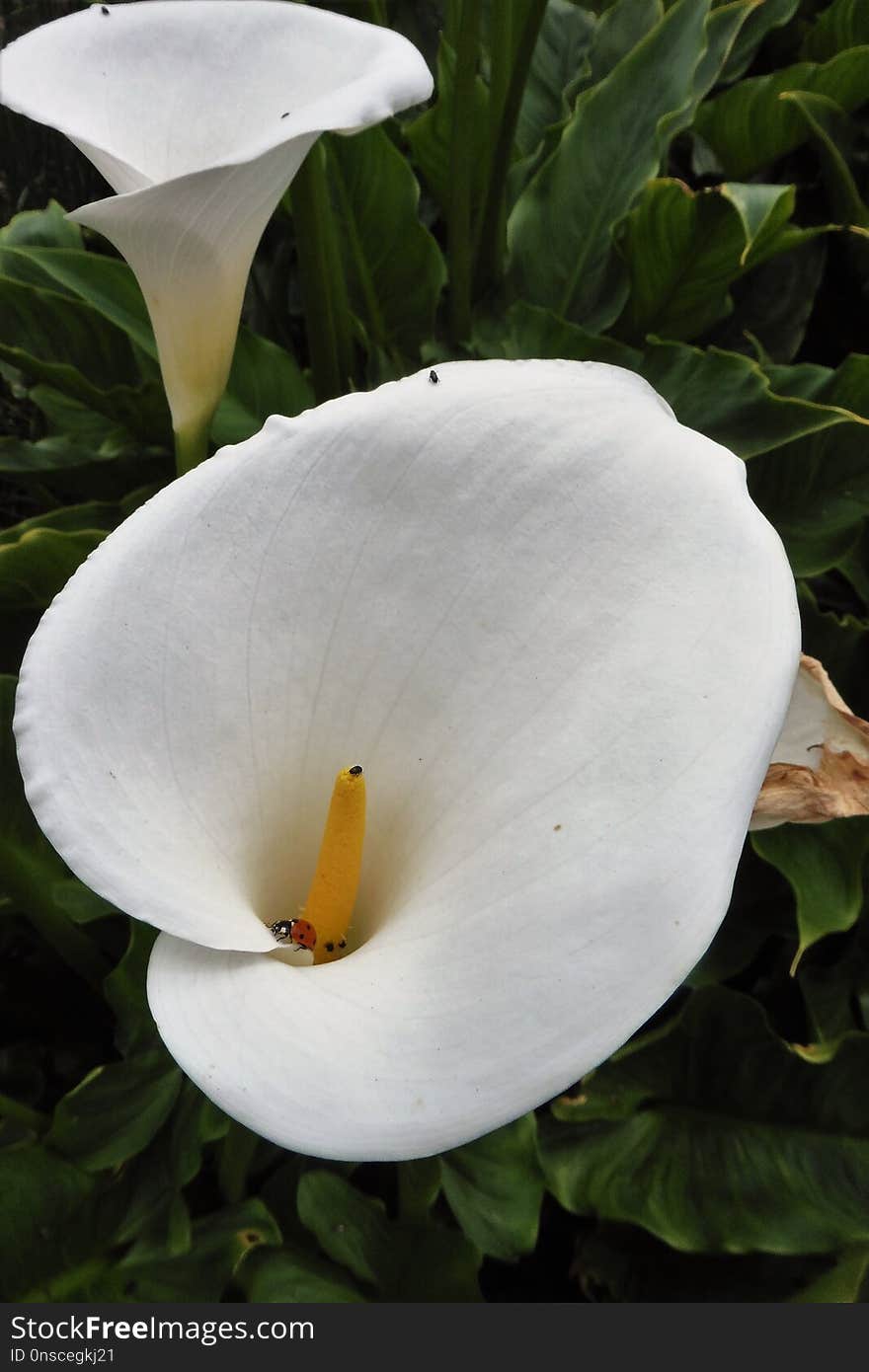 Flower, White, Plant, Arum