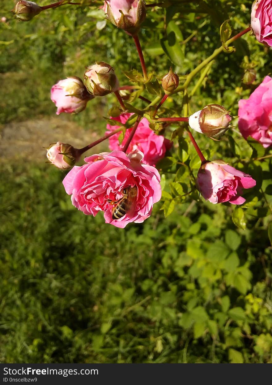 Flower, Plant, Rose Family, Flowering Plant