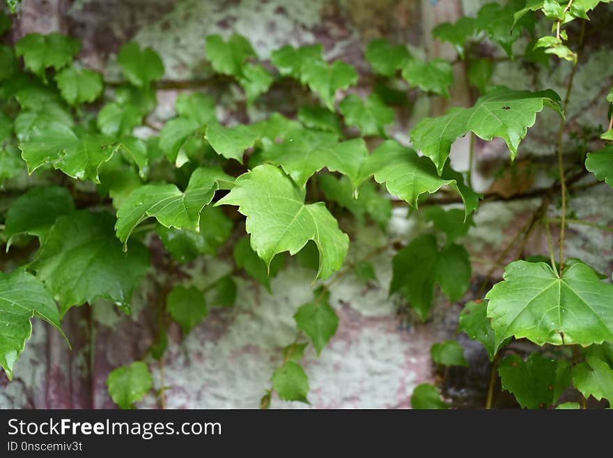 Leaf, Vegetation, Plant, Flora