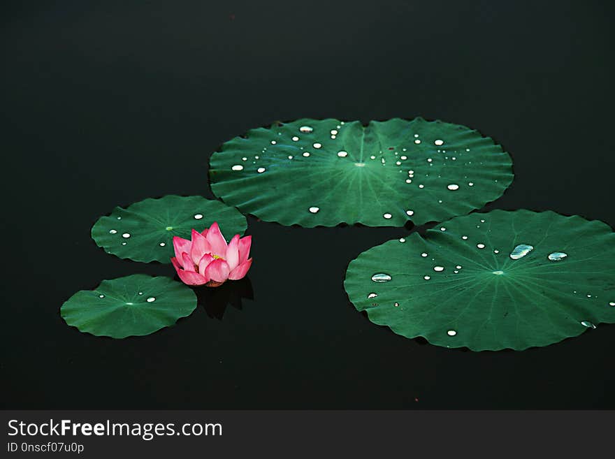 Green, Leaf, Flora, Flower