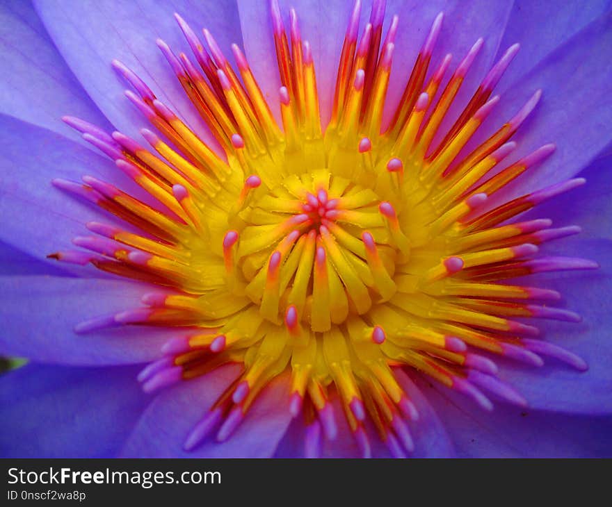 Flower, Yellow, Close Up, Aster