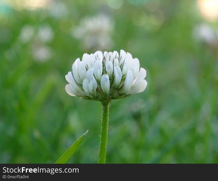 Flower, Plant, Flora, Close Up