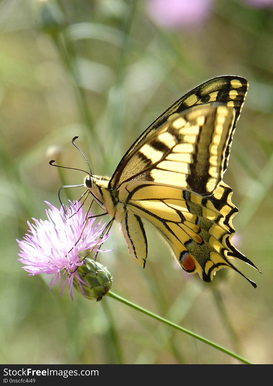 Butterfly, Moths And Butterflies, Insect, Brush Footed Butterfly