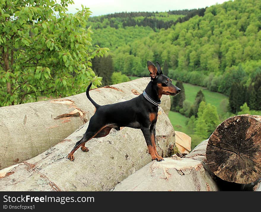 Dog, Dog Like Mammal, Dog Breed, Pinscher