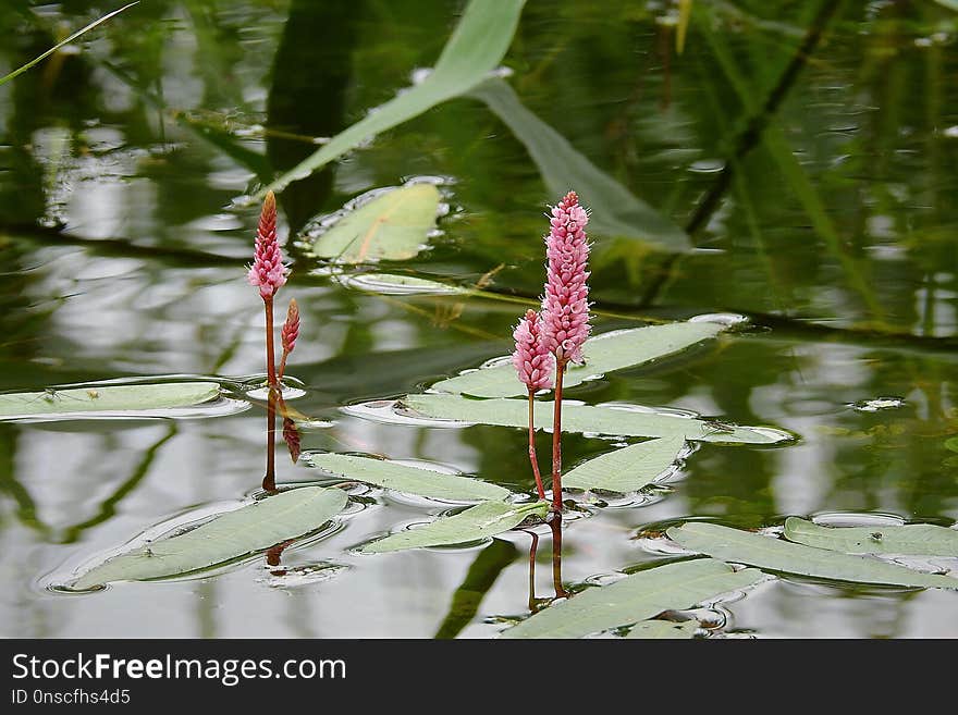 Water, Plant, Flora, Vegetation