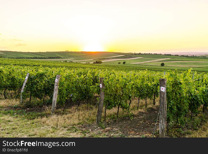 Agriculture, Vineyard, Field, Sky