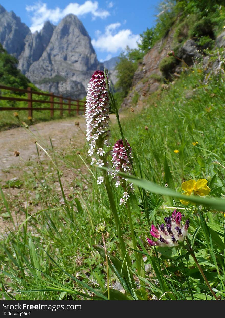 Plant, Flora, Flower, Ecosystem