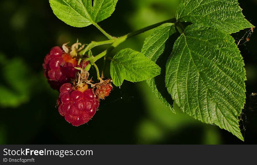 Raspberry, Berry, Strawberries, Salmonberry