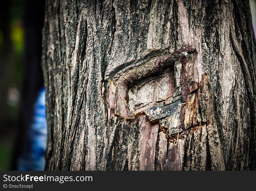 Tree, Woody Plant, Trunk, Wood