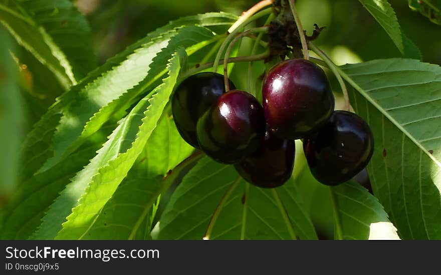 Cherry, Fruit, Plant, Natural Foods