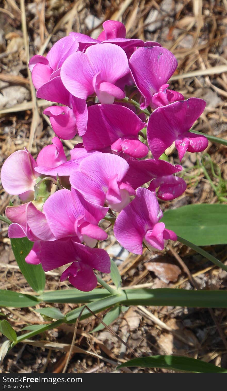 Flower, Plant, Flowering Plant, Everlasting Sweet Pea