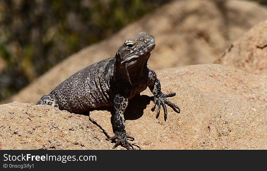 Reptile, Lizard, Scaled Reptile, Terrestrial Animal