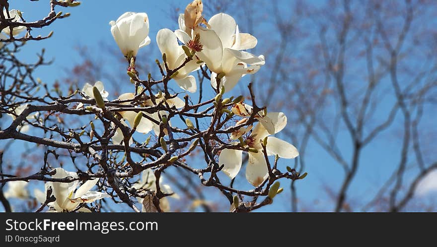 Flower, Plant, Branch, Flora