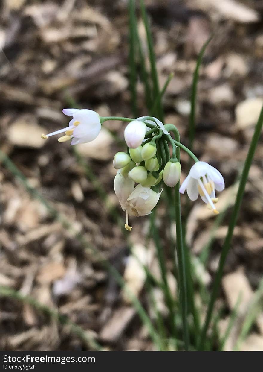 Flower, Plant, Flora, Spring