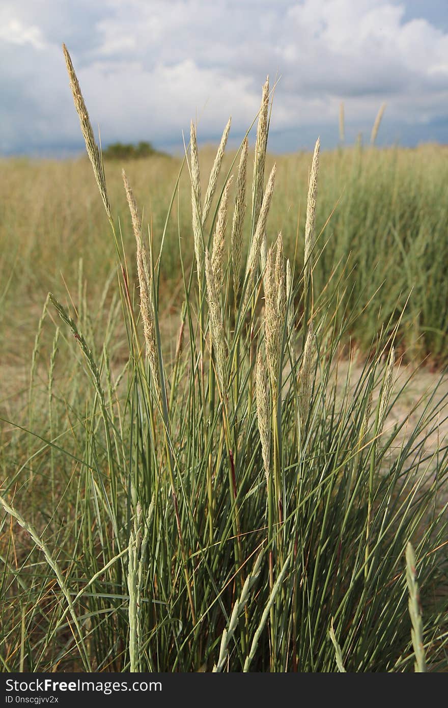 Ecosystem, Plant, Grass, Grass Family