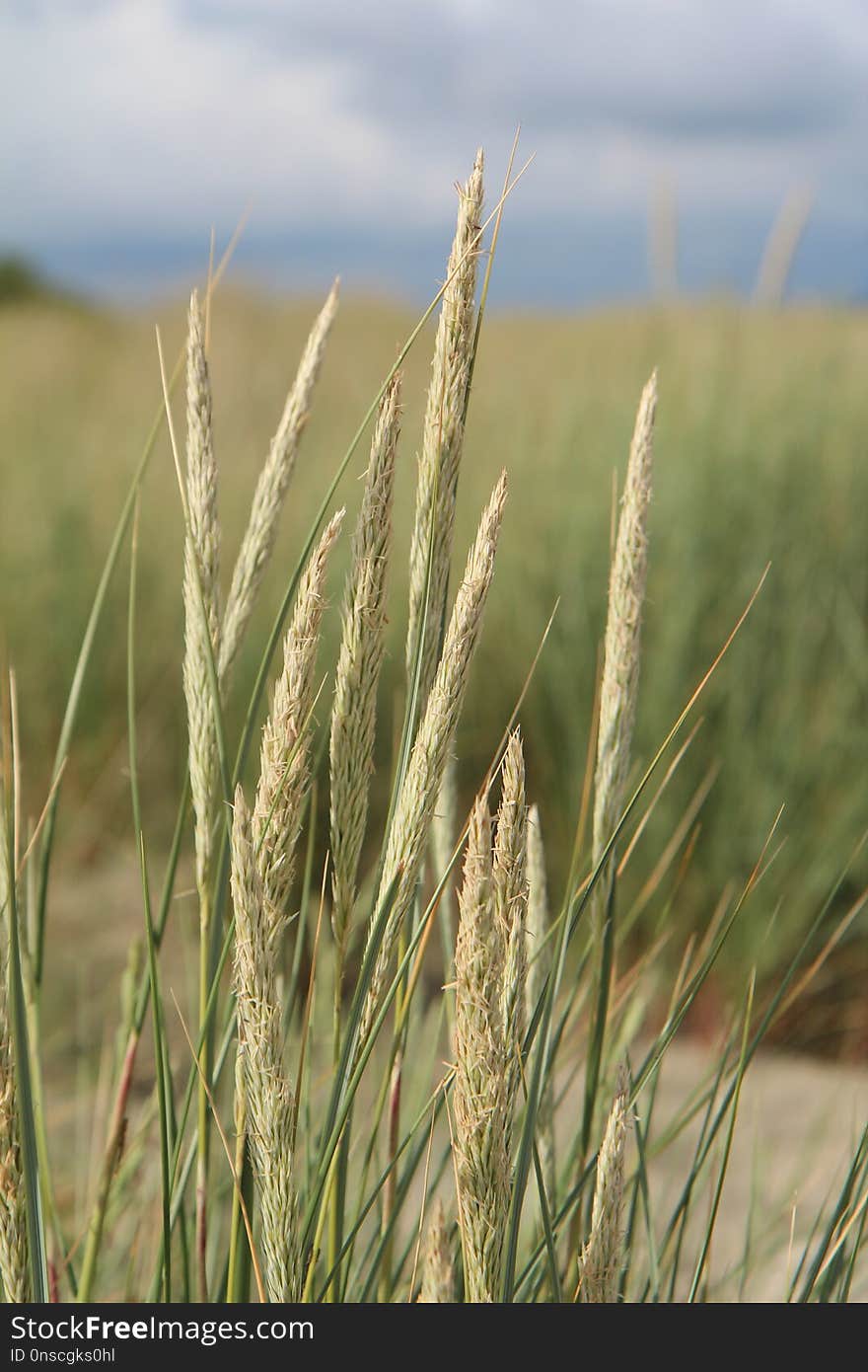 Ecosystem, Grass Family, Rye, Grass