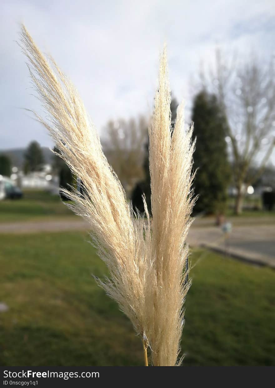 Grass, Plant, Grass Family, Phragmites