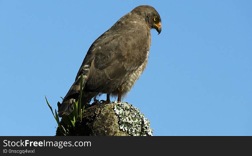 Bird, Bird Of Prey, Beak, Hawk