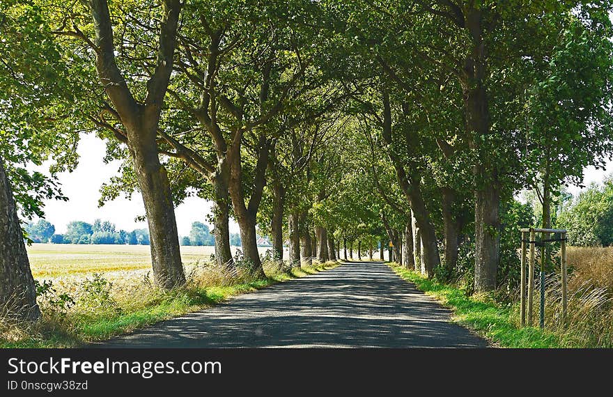 Tree, Road, Nature, Path