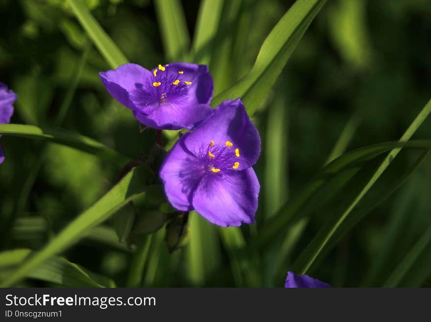 Flower, Flora, Plant, Purple