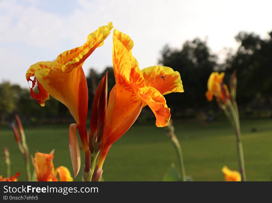 Flower, Plant, Flora, Flowering Plant