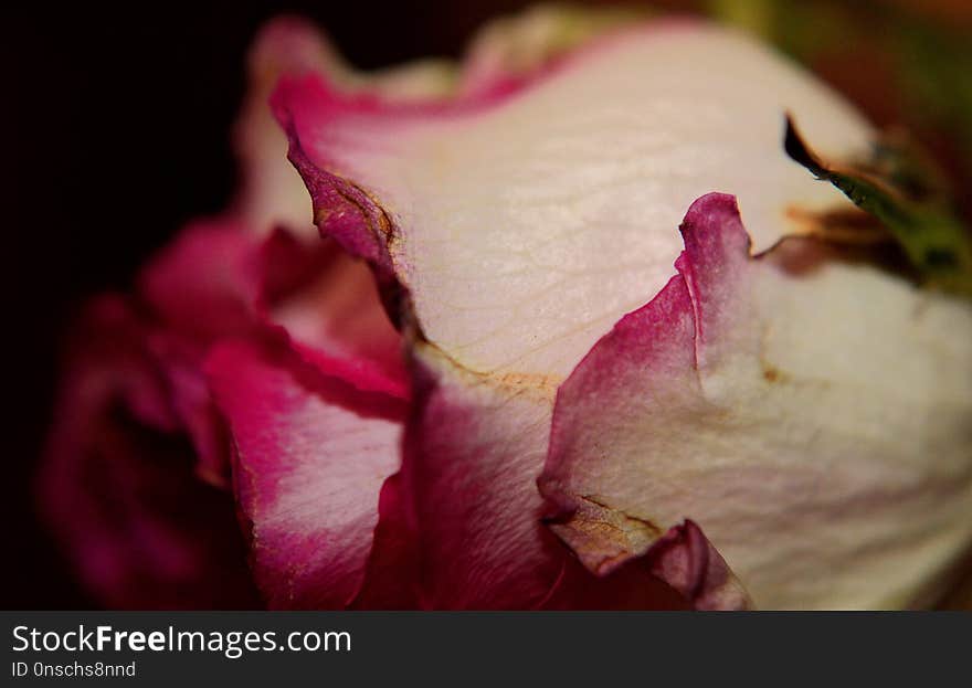 Flower, Pink, Petal, Rose Family