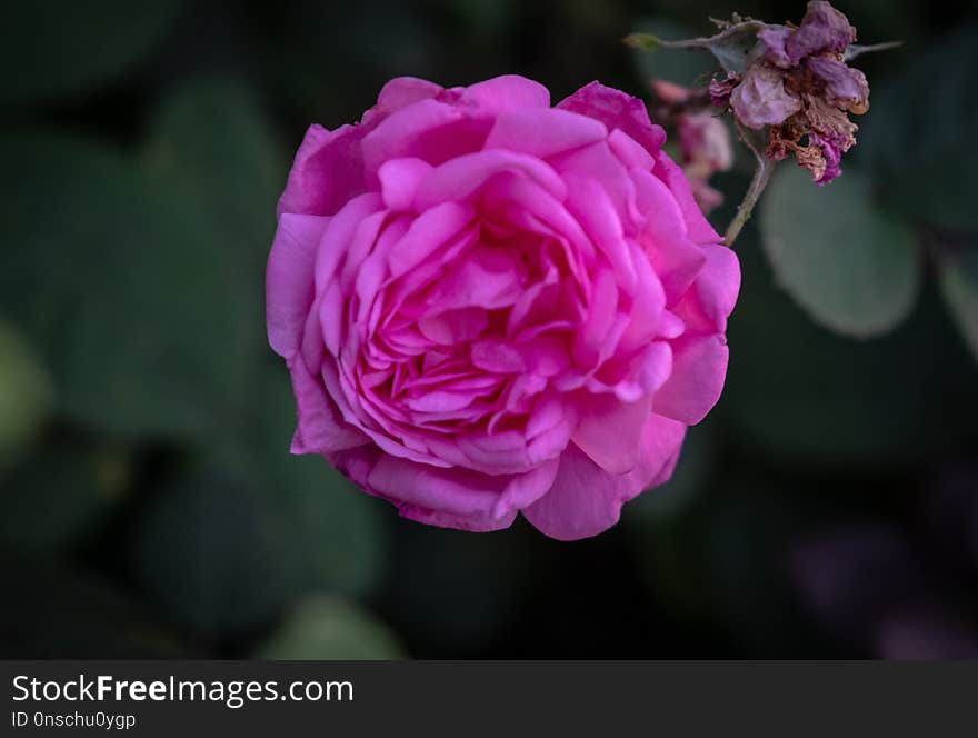 Flower, Rose, Rose Family, Pink