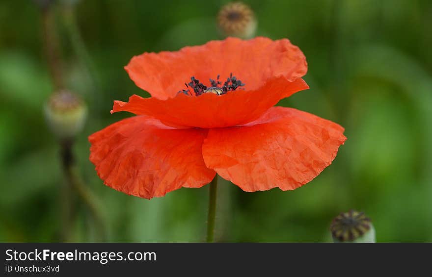 Flower, Poppy, Wildflower, Poppy Family