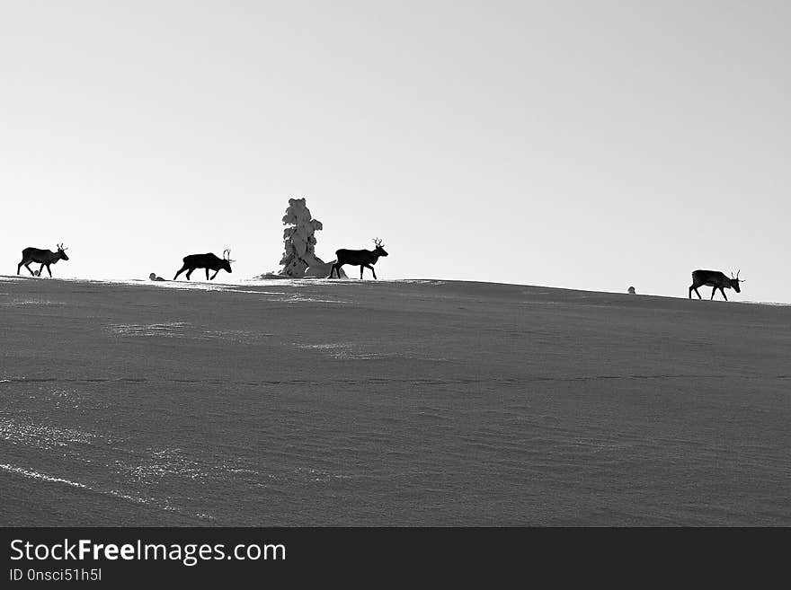 Black And White, Sky, Monochrome Photography, Monochrome