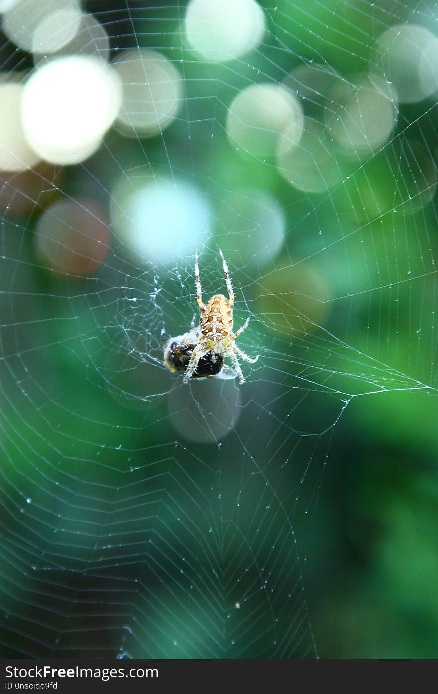 Spider Web, Green, Invertebrate, Spider