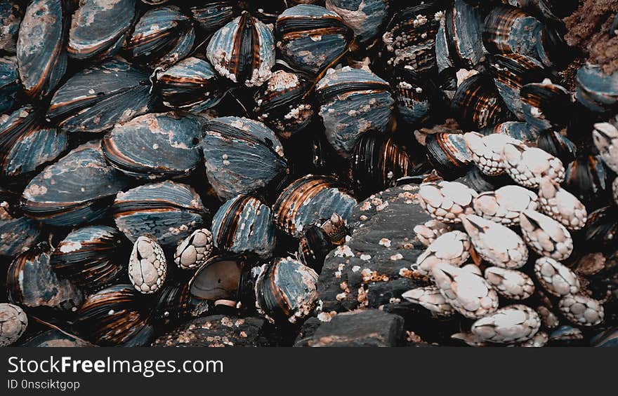 Mussel, Clam, Clams Oysters Mussels And Scallops, Animal Source Foods