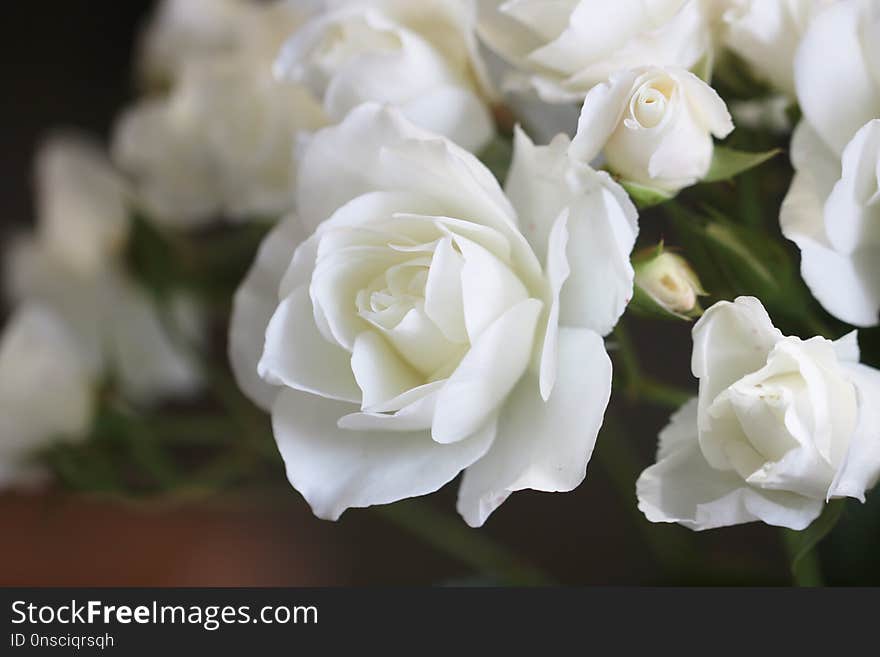 Flower, White, Rose Family, Rose