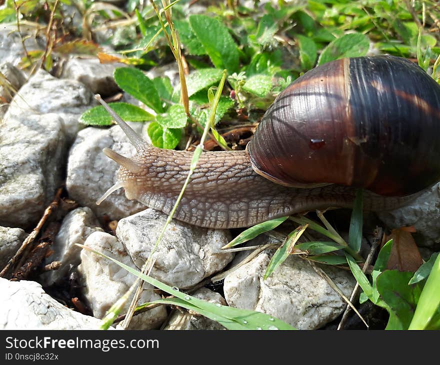 Snails And Slugs, Terrestrial Animal, Snail, Invertebrate