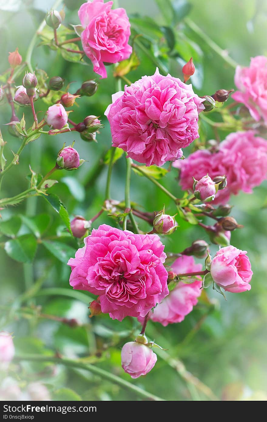 Flower, Rose Family, Pink, Rose