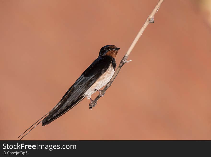 Bird, Fauna, Beak, Swallow