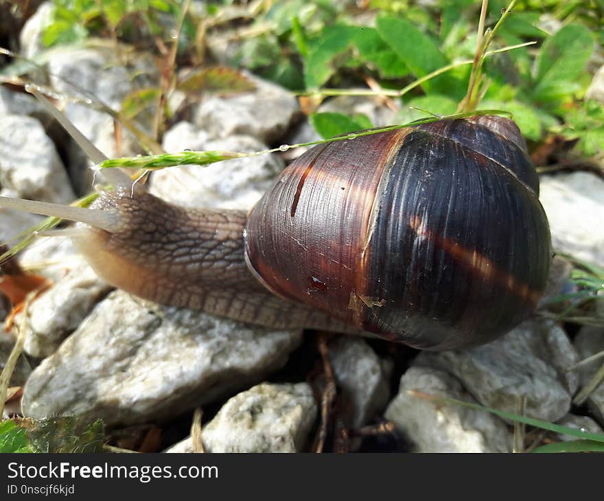 Snails And Slugs, Snail, Molluscs, Invertebrate