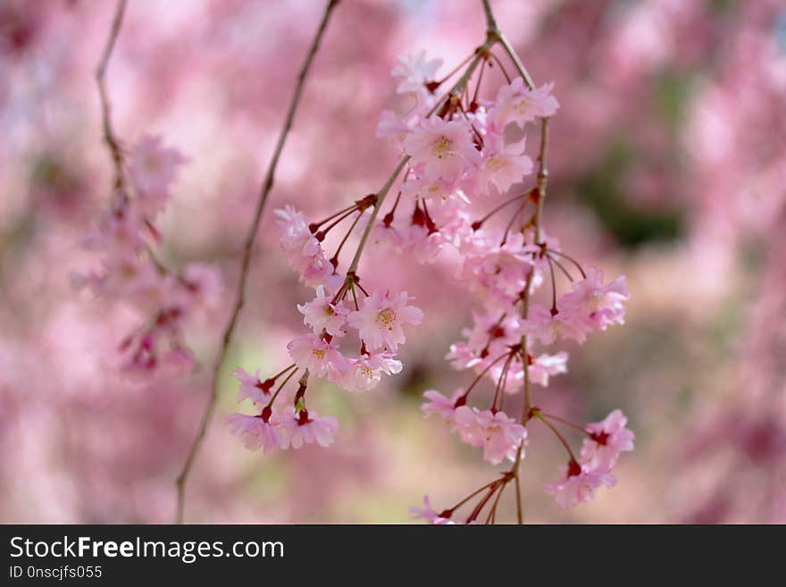 Flower, Pink, Blossom, Plant