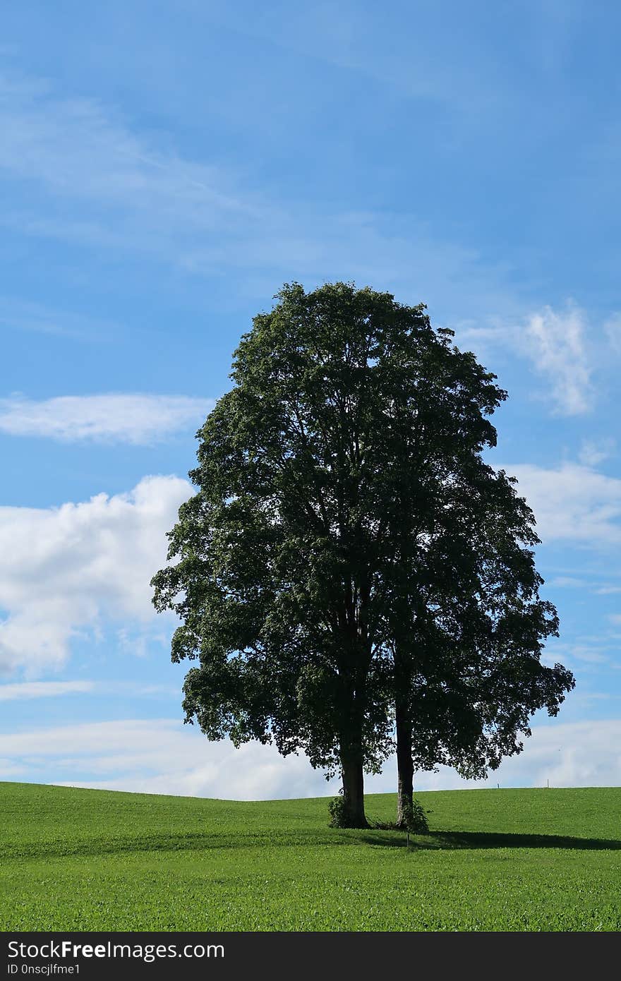 Tree, Sky, Woody Plant, Field