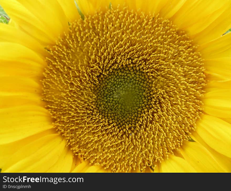 Sunflower, Flower, Yellow, Sunflower Seed