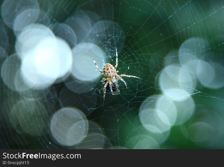 Nature, Invertebrate, Spider Web, Macro Photography